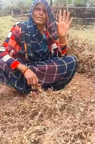 Rural women sorting out damaged crops