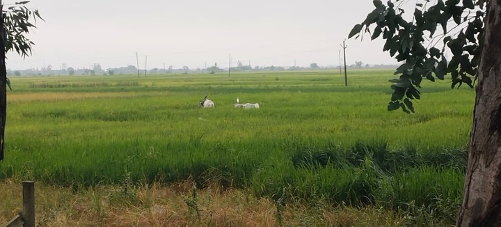 cows grazing crops
