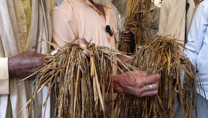Rain damages paddy crop