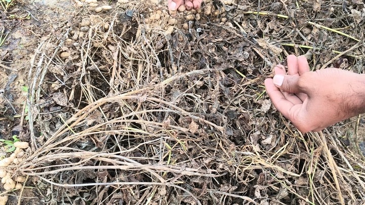Peanuts rot due to rain