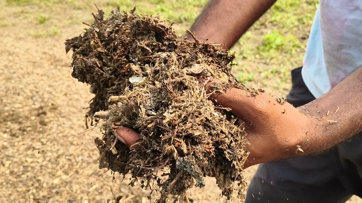 Peanut husk has rotted due to rain