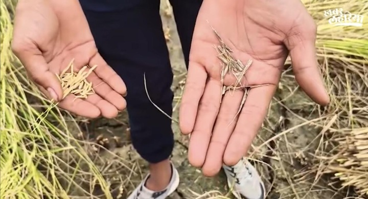The paddy has become hollow due to rain.