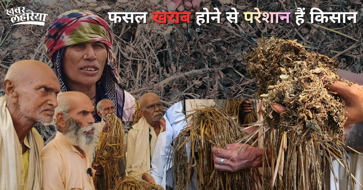 crop spoiled due to rain