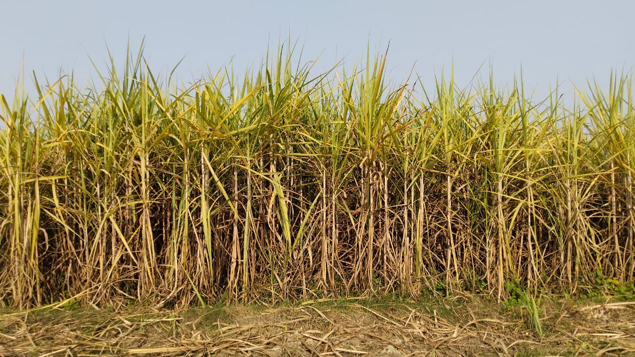 sugarcane crop
