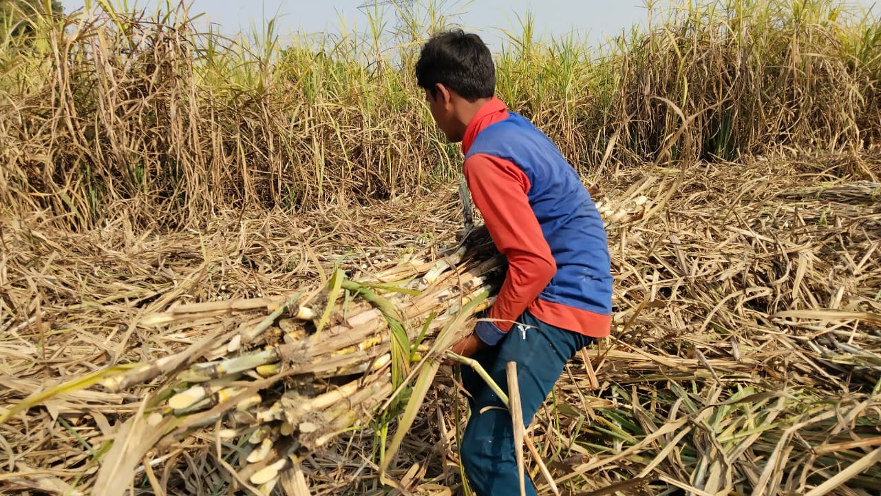 Dinesh carrying sugarcane after harvesting it