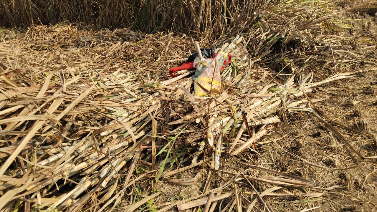 bundled sugarcane
