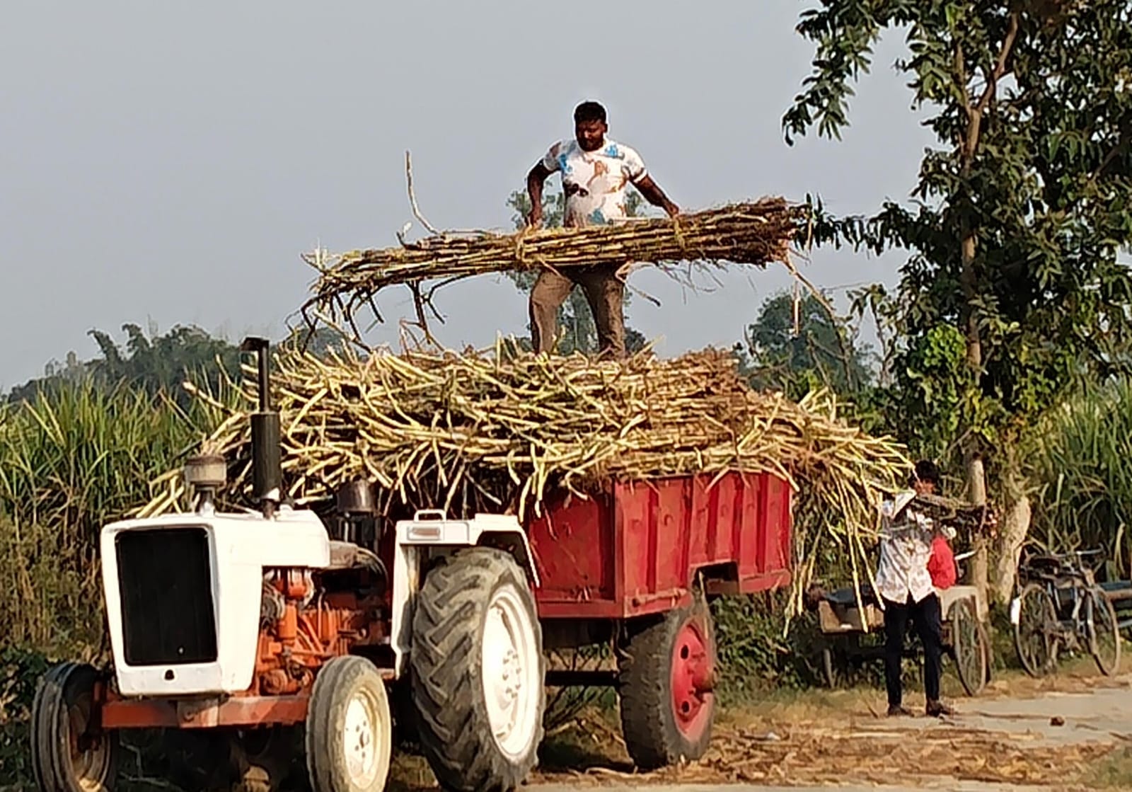 Farmers cutting sugarcane and taking it to the market in a tractor