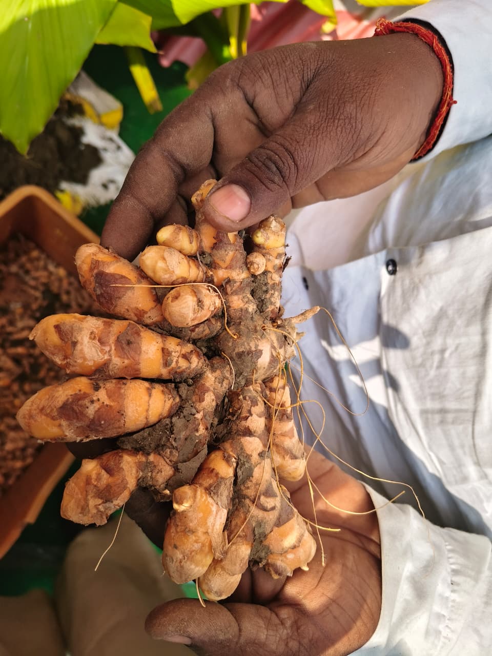 raw turmeric