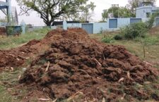 Cow Dung Compost
