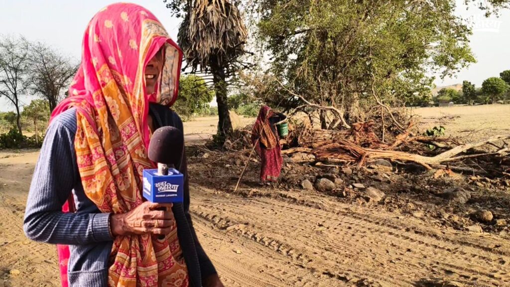 रातों-रात काट दिए गए लगभग 300 हरे पेड़?
